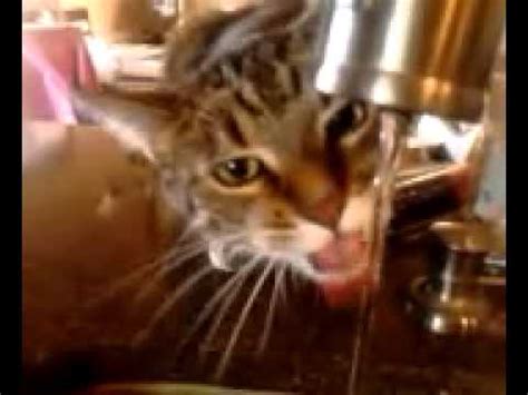 Puss licking - a good ebony pussy lick. 490.3k 99% 19min - 720p. Cute Teen Lick Pussy On Webcam. 8.6k 82% 6min - 360p. Body Lyric. she really likes my tender tongue. 18.8k 100% ...